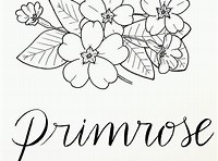 Primrose Interior Designs